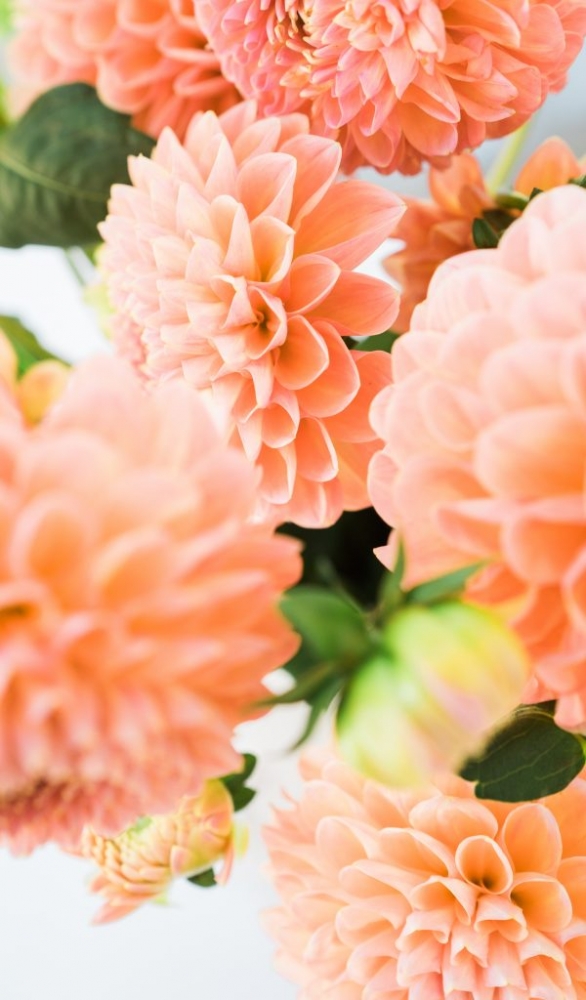 Обои и заставки на тему Цветы, фото 27 Обои и заставки на тему Цветы, фото 27