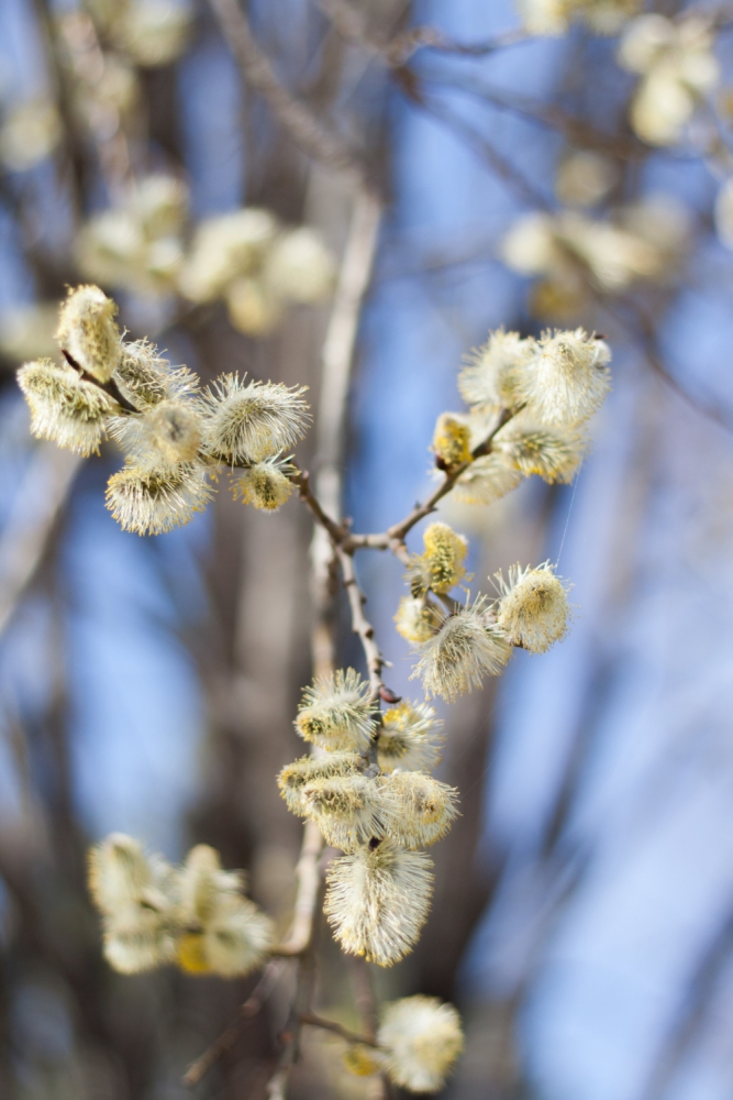 Время года Весна, фото 10