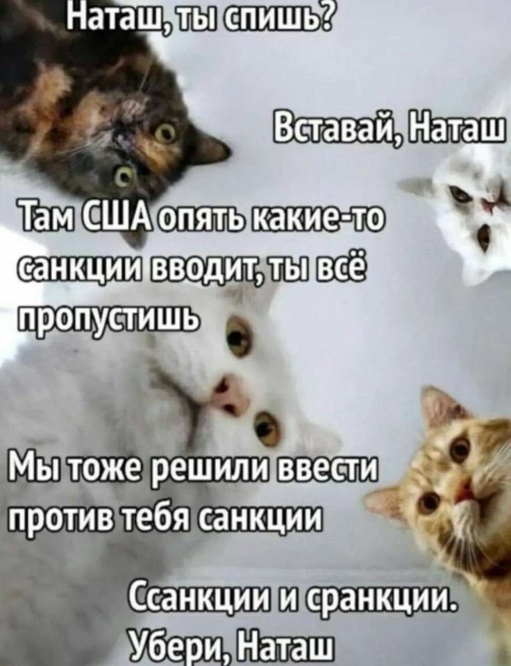 Настроение КОШКИ!, фото 10 Настроение КОШКИ!, фото 10