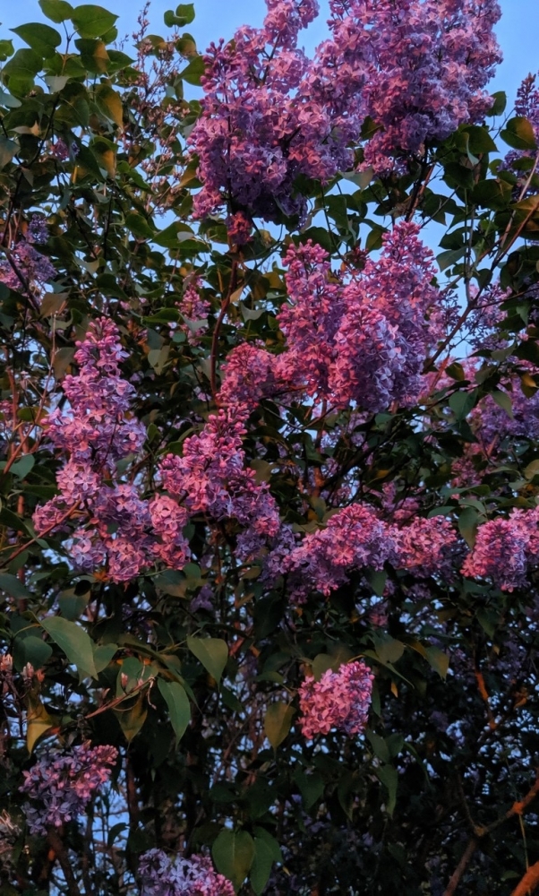 Обои с сиренью , фото 5