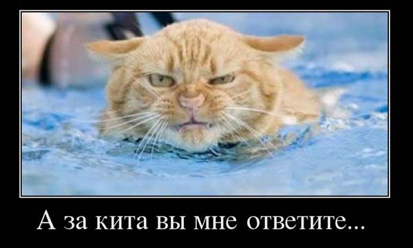 Смешные картинки с котиками. Часть 2, фото 28 Смешные картинки с котиками. Часть 2, фото 28