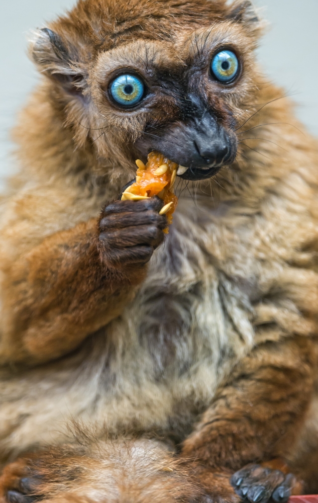 Братья наши меньшие, фото 17 Братья наши меньшие, фото 17