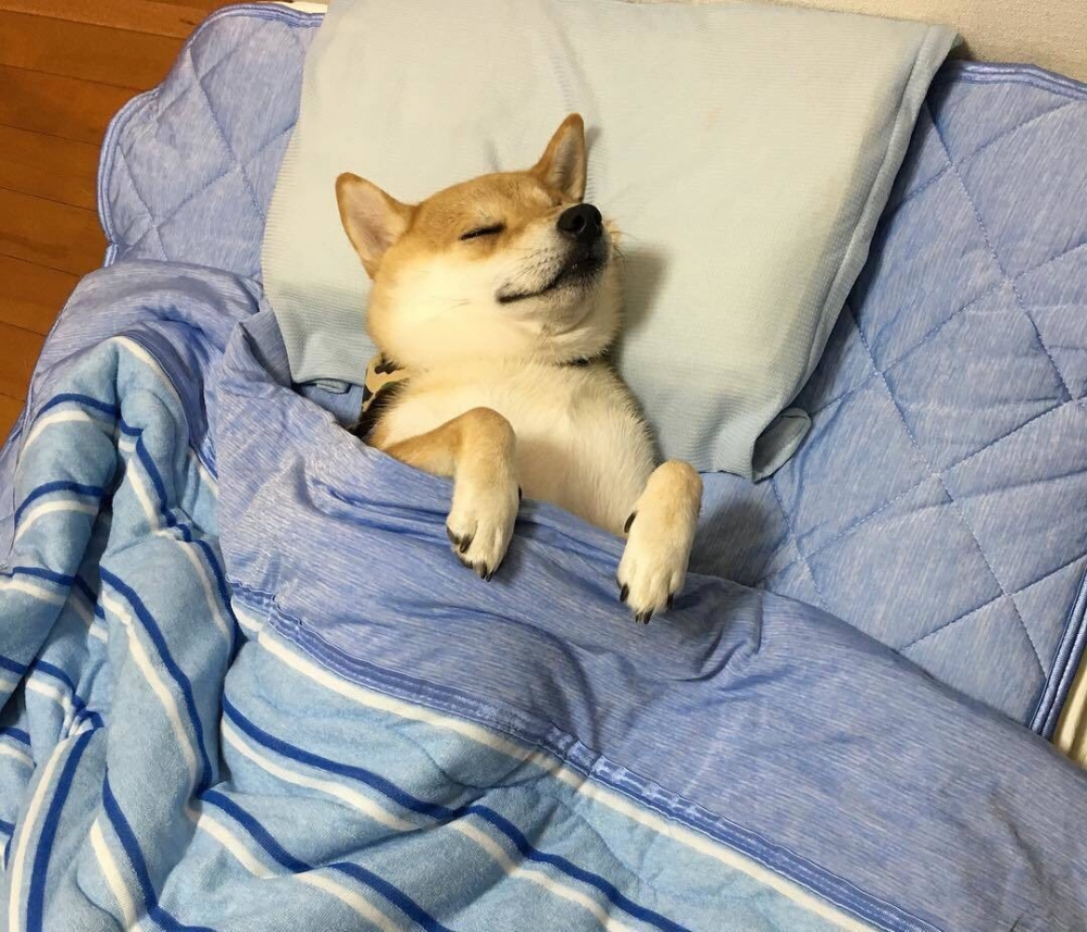 Животные и звери в смешных ситуациях