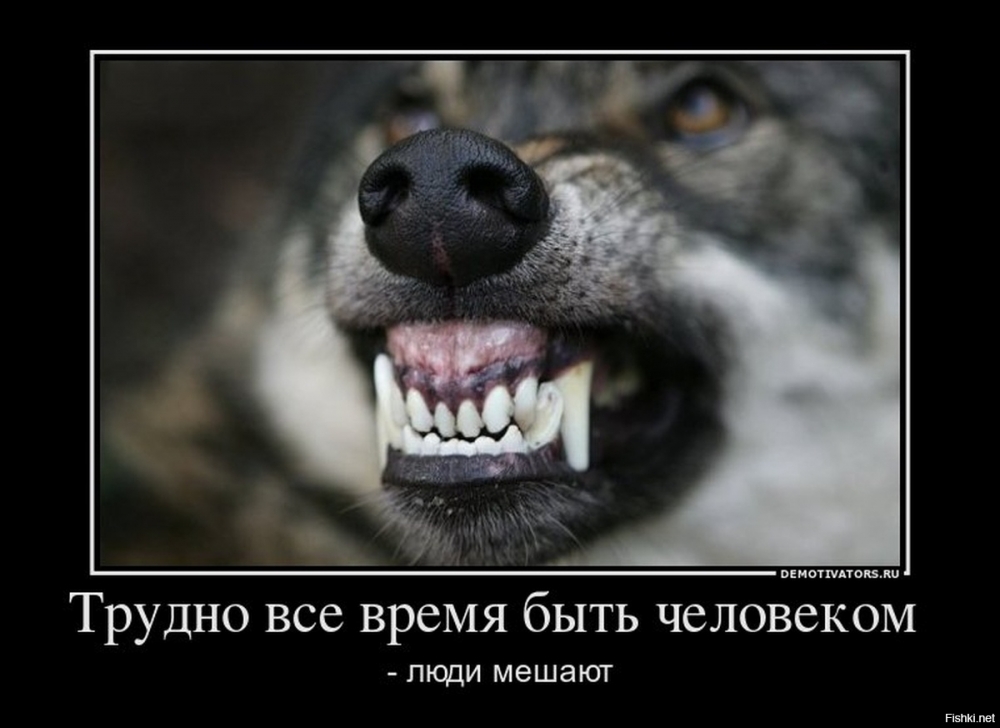 Злые демотиваторы