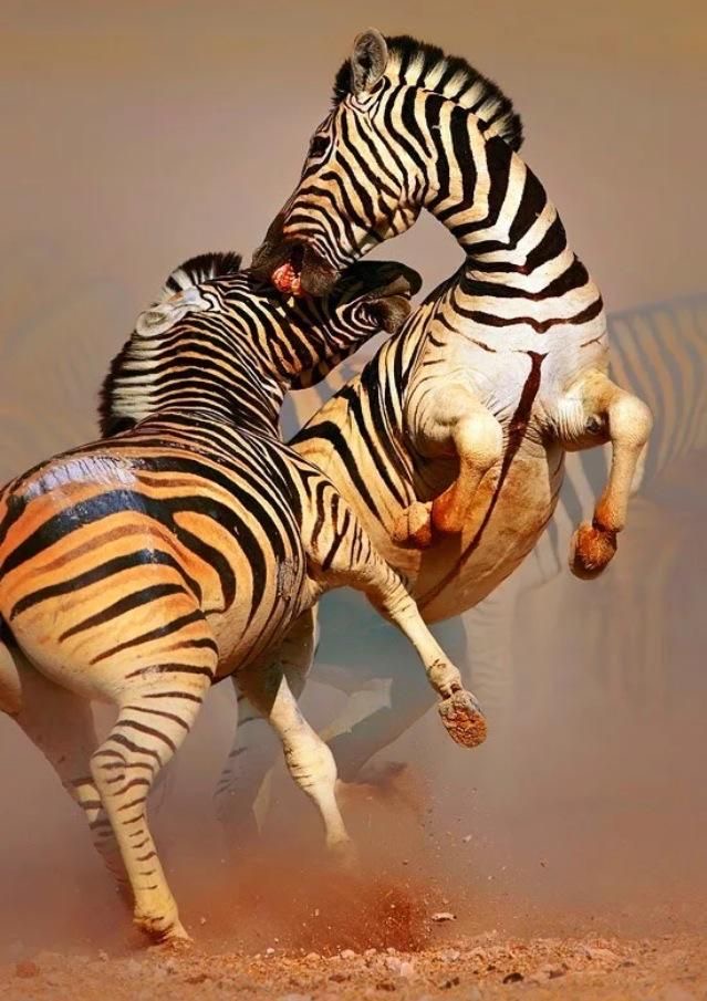 Обои в мире животных. Обои с зебрами, фото 14