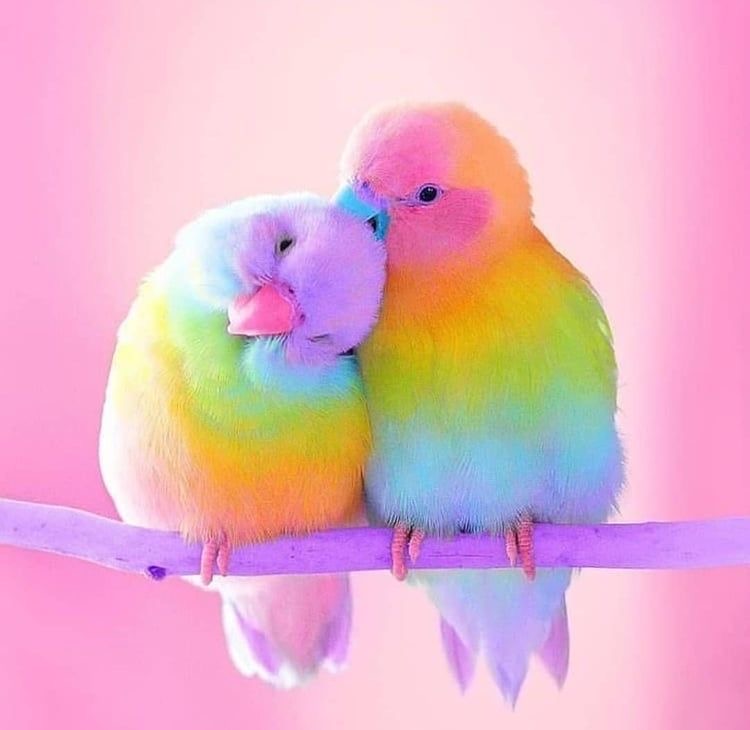 Обои с животными. Мир птиц: попугаи 🦜 , фото 46 Обои с животными. Мир птиц: попугаи 🦜 , фото 46