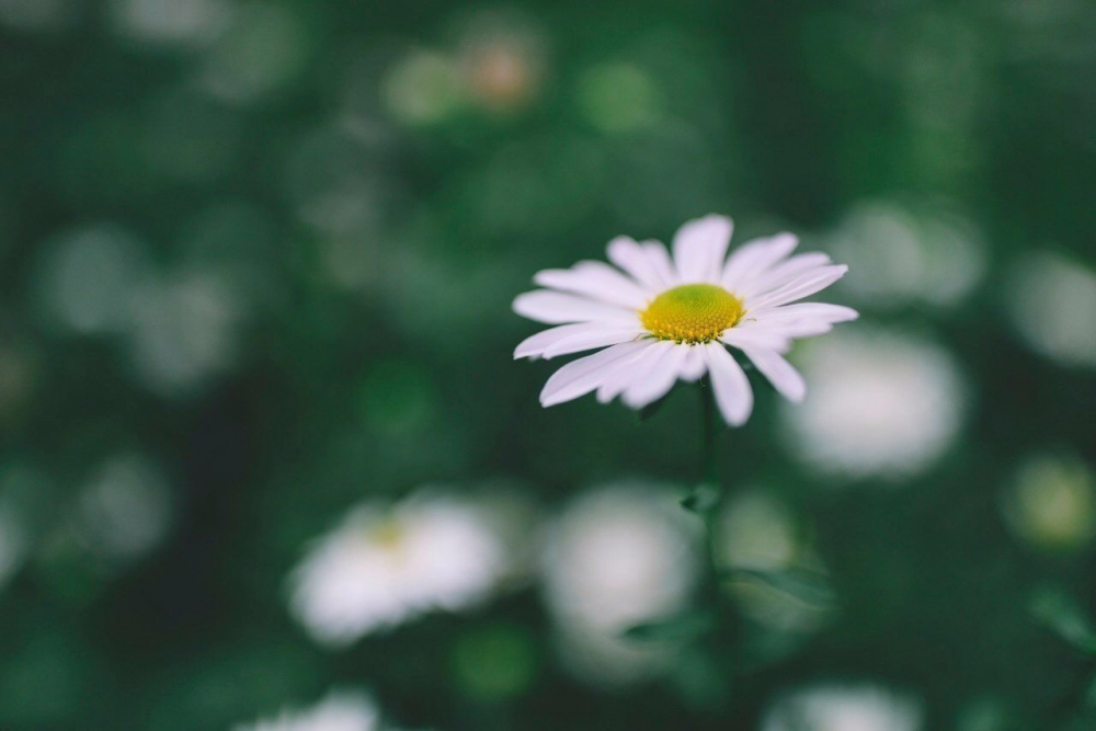 Обои с ромашками , фото 36