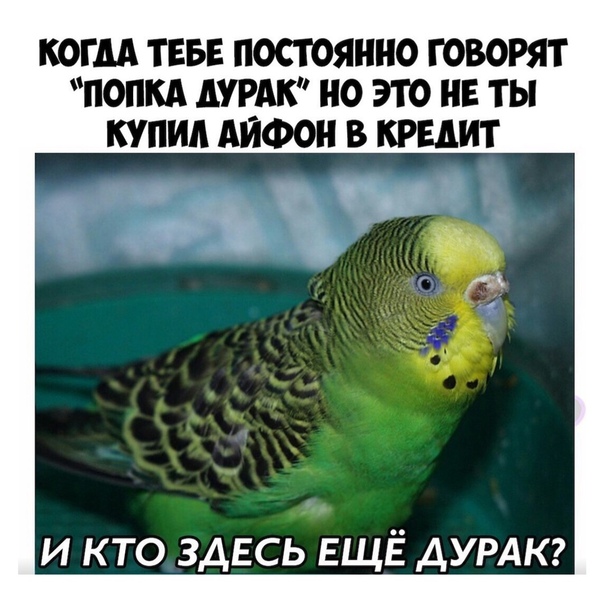 Смешные картинки с попугаями , фото 18 Смешные картинки с попугаями , фото 18