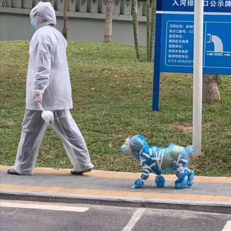 COVID позитивчик, фото 3 COVID позитивчик, фото 3