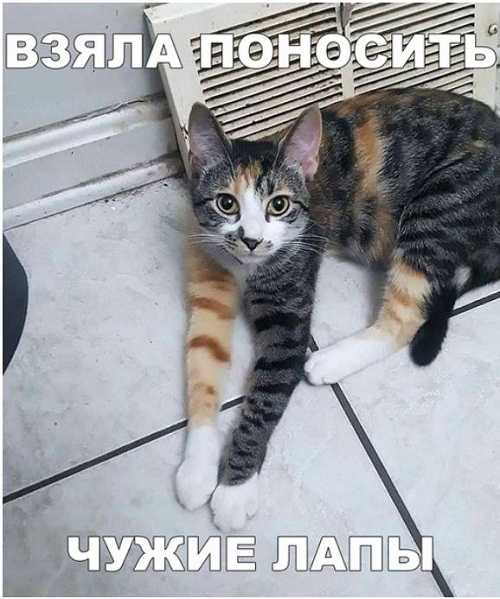 Смешные картинки с котиками. Часть 2, фото 1 Смешные картинки с котиками. Часть 2, фото 1