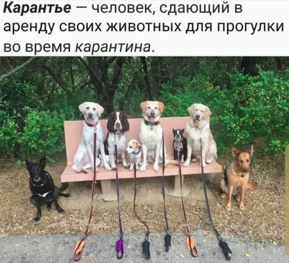 Юмор про коронавирус, фото 19 Юмор про коронавирус, фото 19