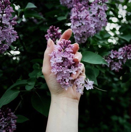 Обои с сиренью , фото 46