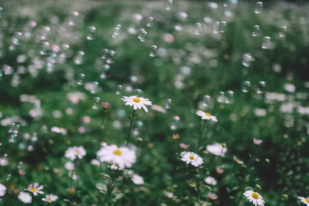 Обои с ромашками , фото 41