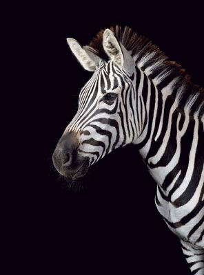 Обои в мире животных. Обои с зебрами, фото 22