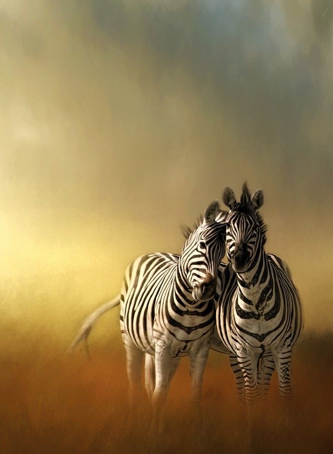 Обои в мире животных. Обои с зебрами, фото 32