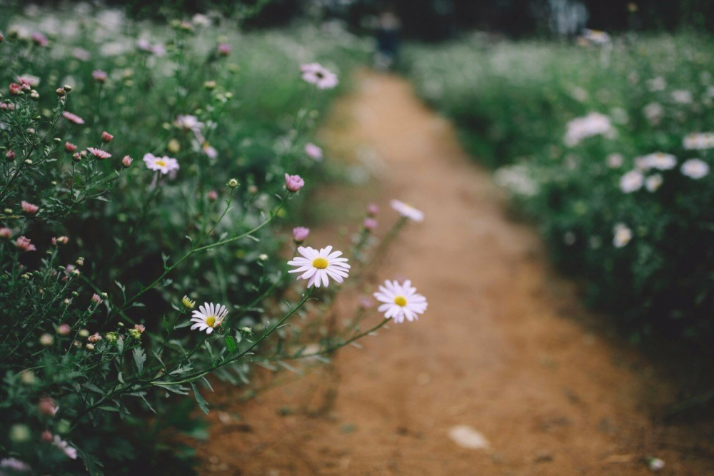 Обои с ромашками , фото 40