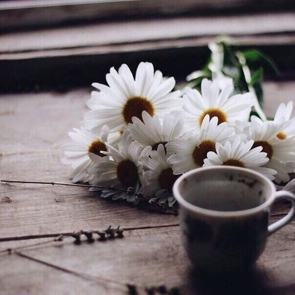 Обои с ромашками , фото 22