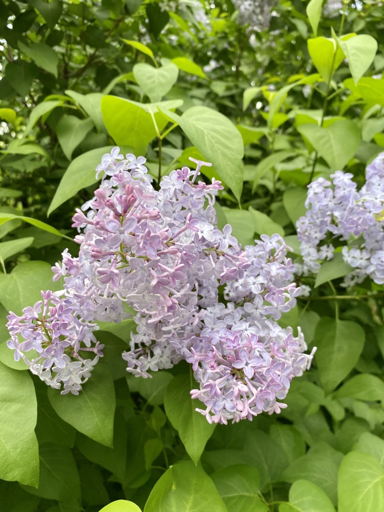 Обои с сиренью , фото 25