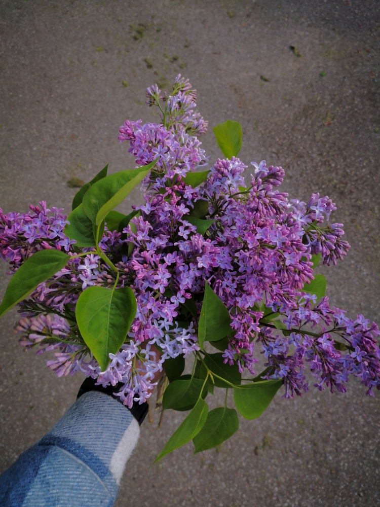 Обои с сиренью , фото 28