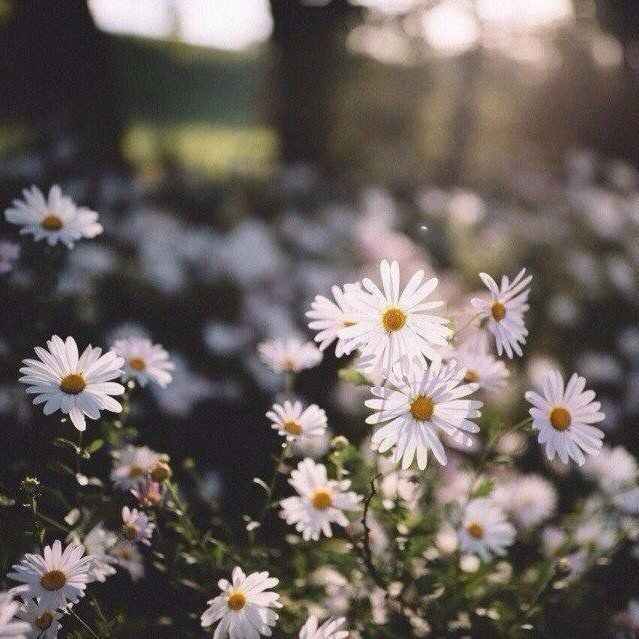 Обои с ромашками , фото 20