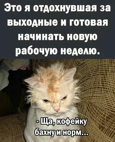 Настроение КОШКИ!, фото 2 Настроение КОШКИ!, фото 2