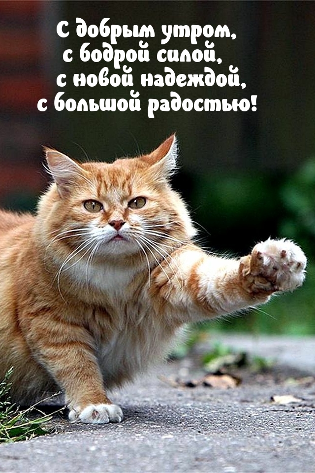 Разве каждое утро должно быть только добрым и нежным?, фото 24