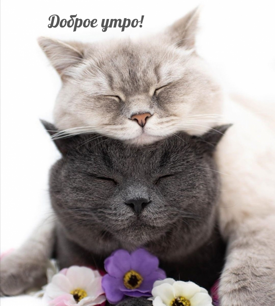 Разве каждое утро должно быть только добрым и нежным?, фото 14