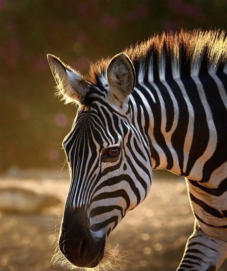 Обои в мире животных. Обои с зебрами, фото 38