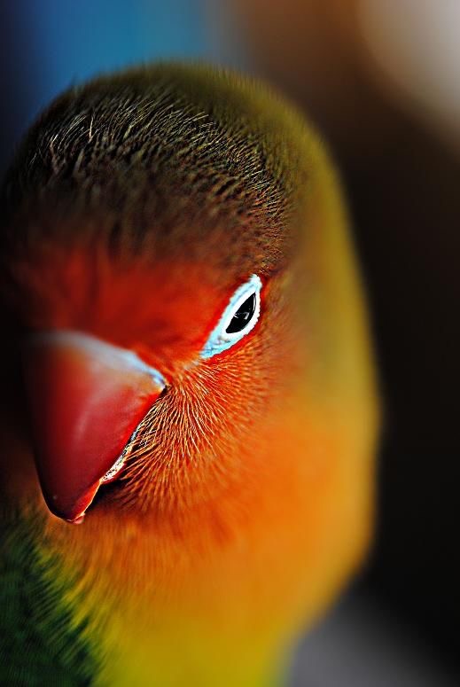 Обои с животными. Мир птиц: попугаи 🦜 , фото 1 Обои с животными. Мир птиц: попугаи 🦜 , фото 1