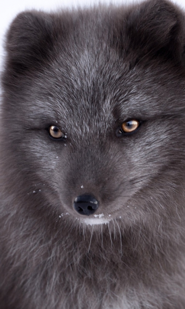 Подборка обоев для iphona 7plus. 2 часть., фото 10 Подборка обоев для iphona 7plus. 2 часть., фото 10