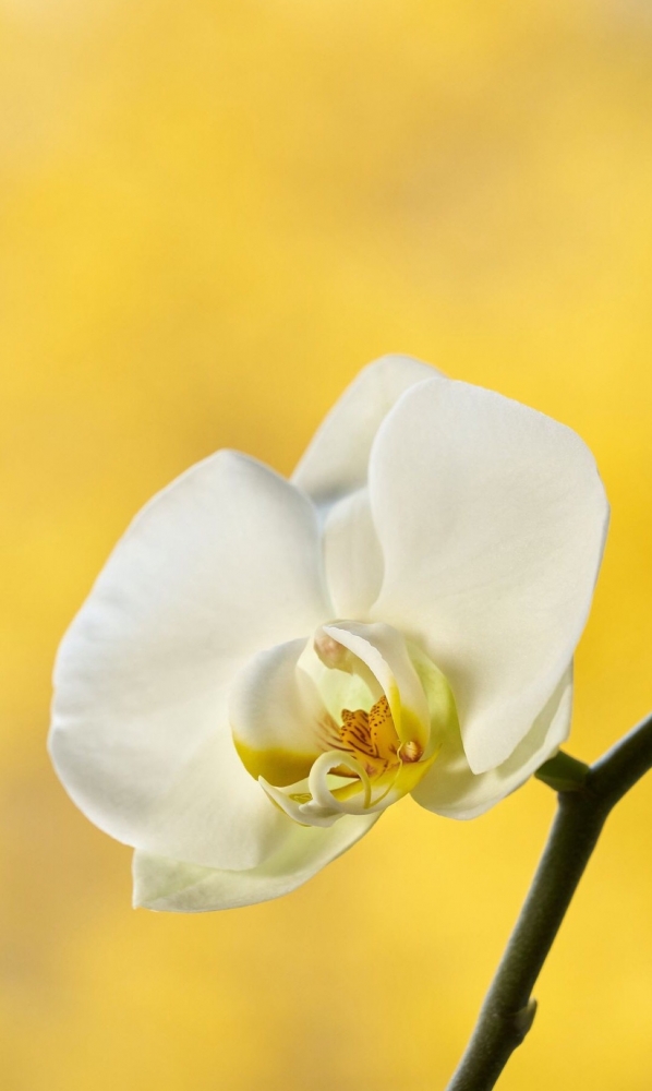 Подборка обоев для iphona 7plus. 10часть( последняя)., фото 82 Подборка обоев для iphona 7plus. 10часть( последняя)., фото 82