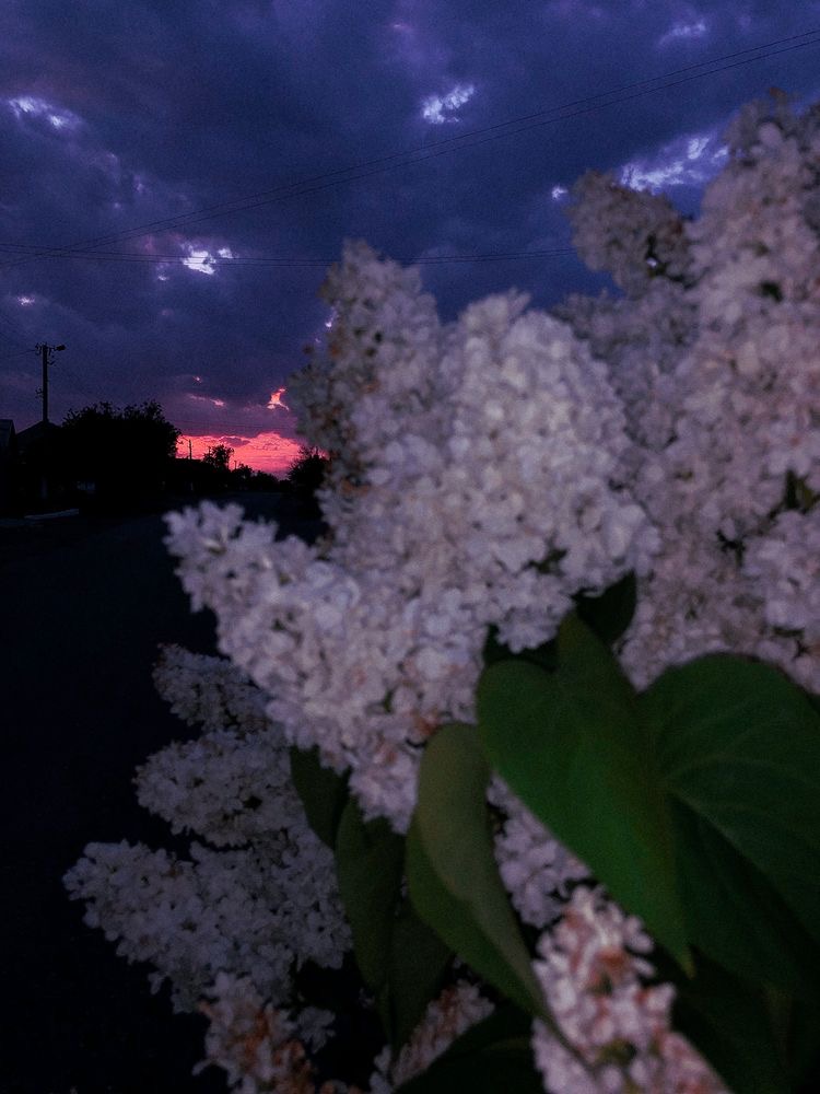 Обои с сиренью , фото 36