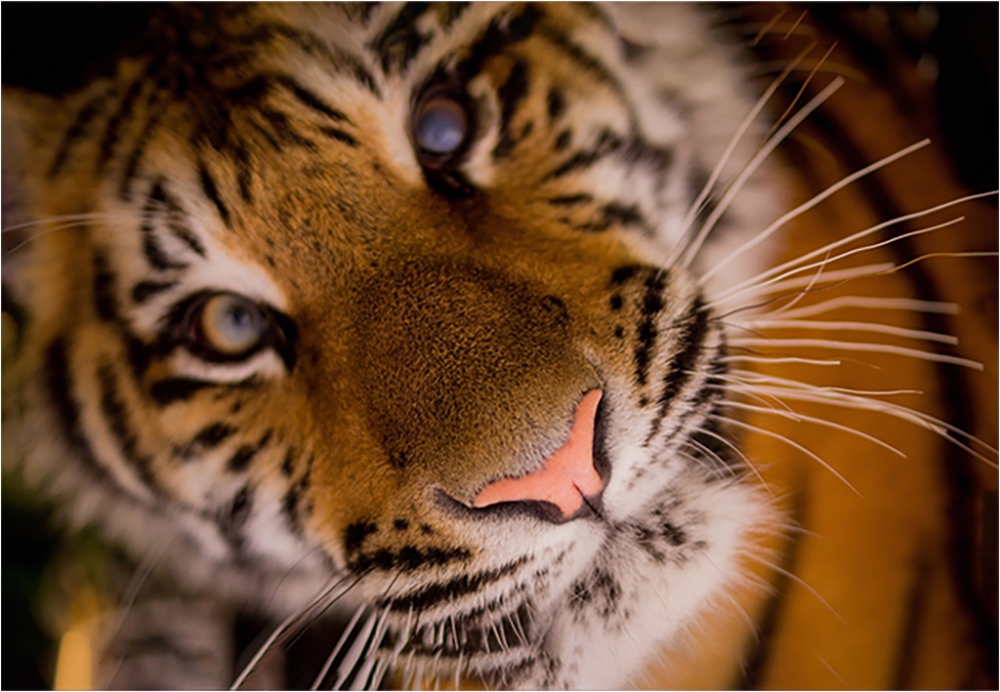 Картинки и фото тигров на рабочий стол., фото 41