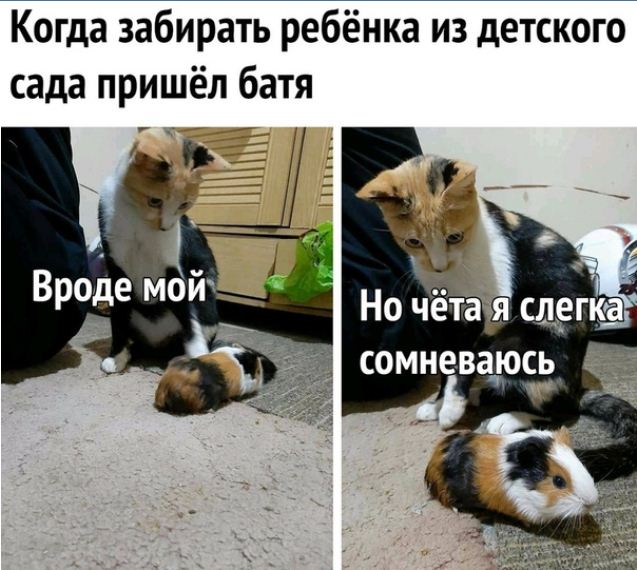 Смешные картинки с котиками. Часть 1, фото 18 Смешные картинки с котиками. Часть 1, фото 18