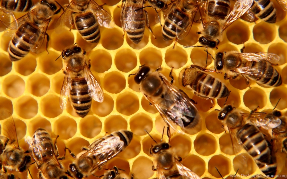 Просто пчёлы..., фото 3 Просто пчёлы..., фото 3