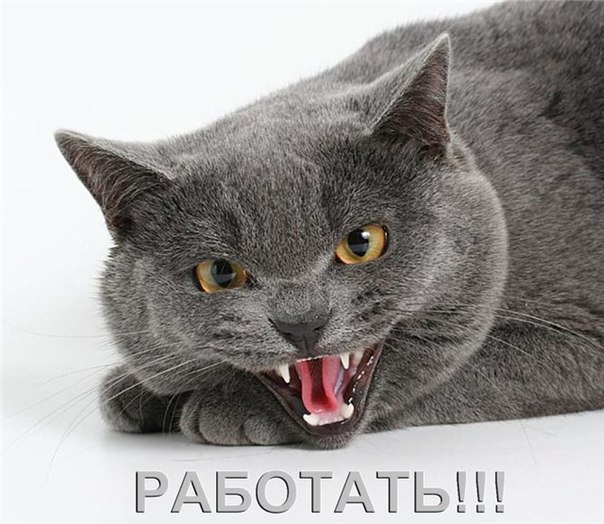 Прикольные картинки, Позитив на весь день!, фото 9