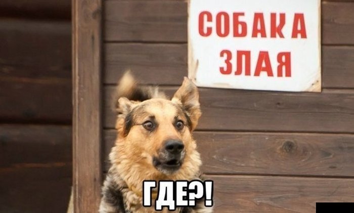 Прикольные картинки, Позитив на весь день!, фото 12