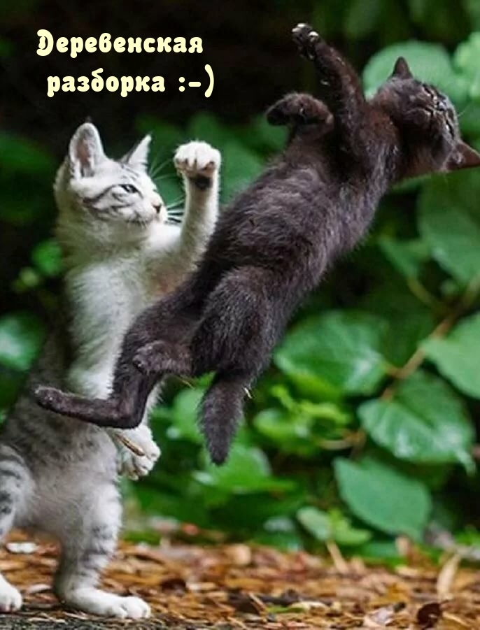 Прикольные картинки, Позитив на весь день!, фото 20