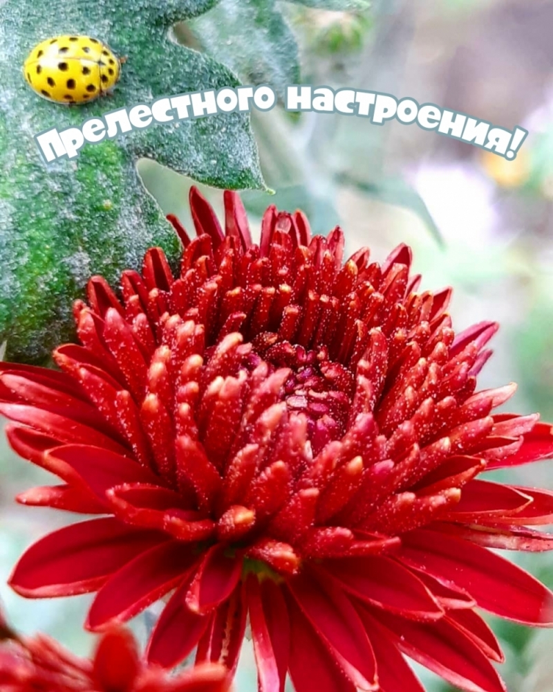 Открытки по теме хорошее настроение, фото 18 Открытки по теме хорошее настроение, фото 18