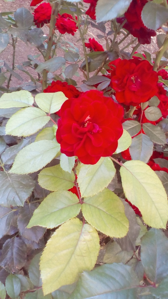 В одном маленьком Городе..., фото 12 В одном маленьком Городе..., фото 12