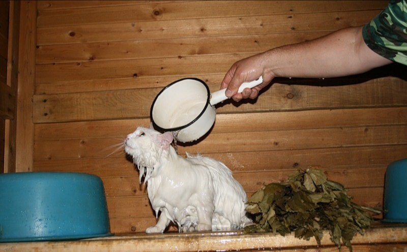 Ах эта баня... , фото 7 Ах эта баня... , фото 7