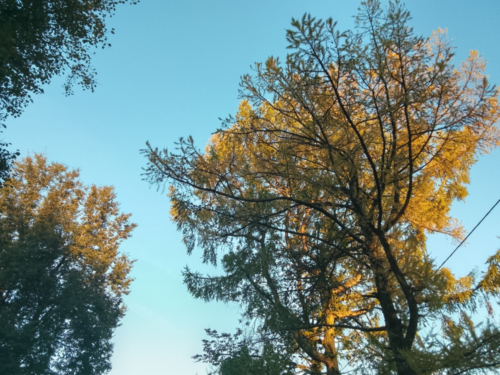 Последние деньки... , фото 1 Последние деньки... , фото 1