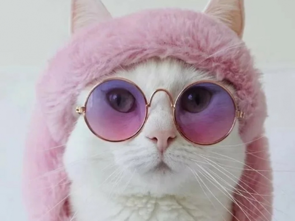 Смешные картинки с котиками. Часть 2, фото 17 Смешные картинки с котиками. Часть 2, фото 17