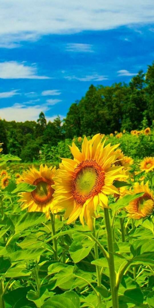 Открытки Лето-прекрасная пора, фото 4 Открытки Лето-прекрасная пора, фото 4