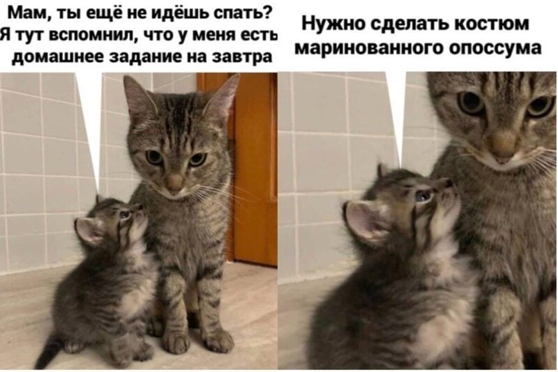 Смешные картинки с котиками. Часть 1, фото 1 Смешные картинки с котиками. Часть 1, фото 1