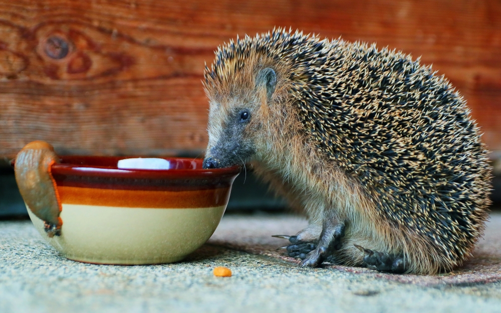 Смешные ежики , фото 26 Смешные ежики , фото 26