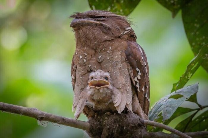 Смешные и познавательные картинки., фото 8