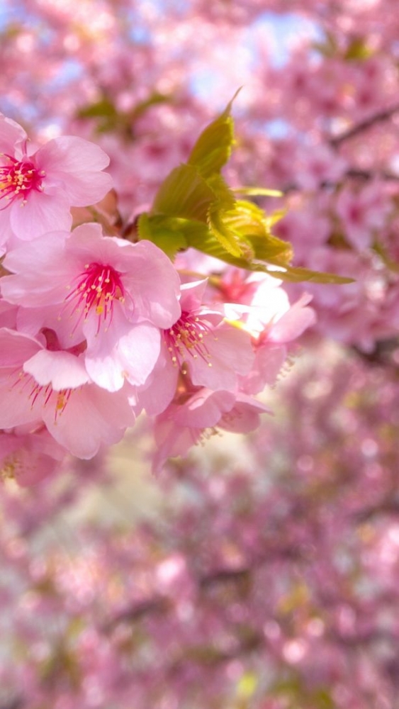 Время года Весна, фото 12