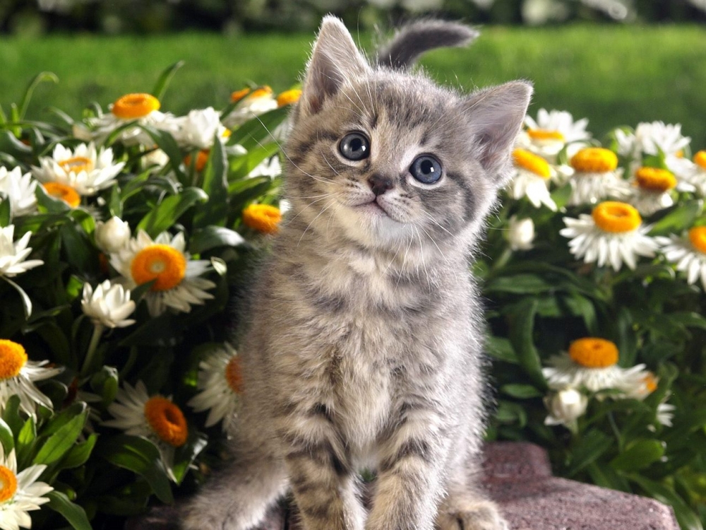 Обои милые котята 