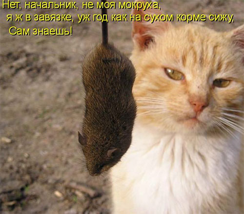 Смешные картинки с котиками. Часть 2, фото 12 Смешные картинки с котиками. Часть 2, фото 12